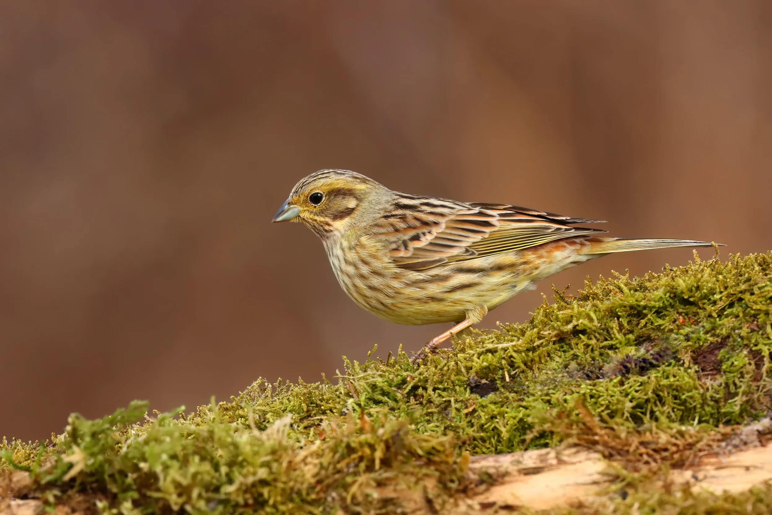 A female Yellowhammer stood on a moss covered log.
